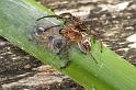 Larinioides_cornutus_D3111_Z_88_Loosdrechtse plassen_Nederland